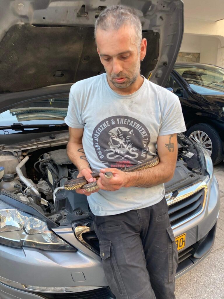Θεσσαλονίκη: Φίδι είχε κρυφτεί σε καπό αυτοκινήτου- Εθελοντές απομάκρυναν το ερπετό