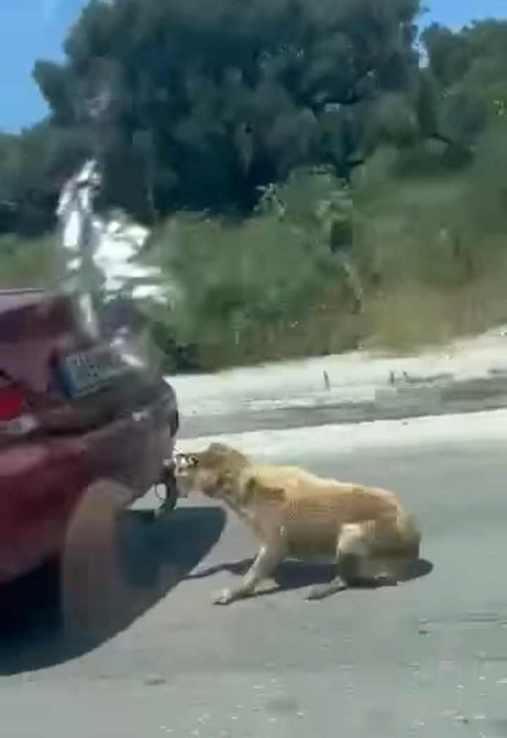 Ζάκυνθος: Έσερνε σκύλο δεμένο με σύρμα με το αυτοκίνητό του (βίντεο)
