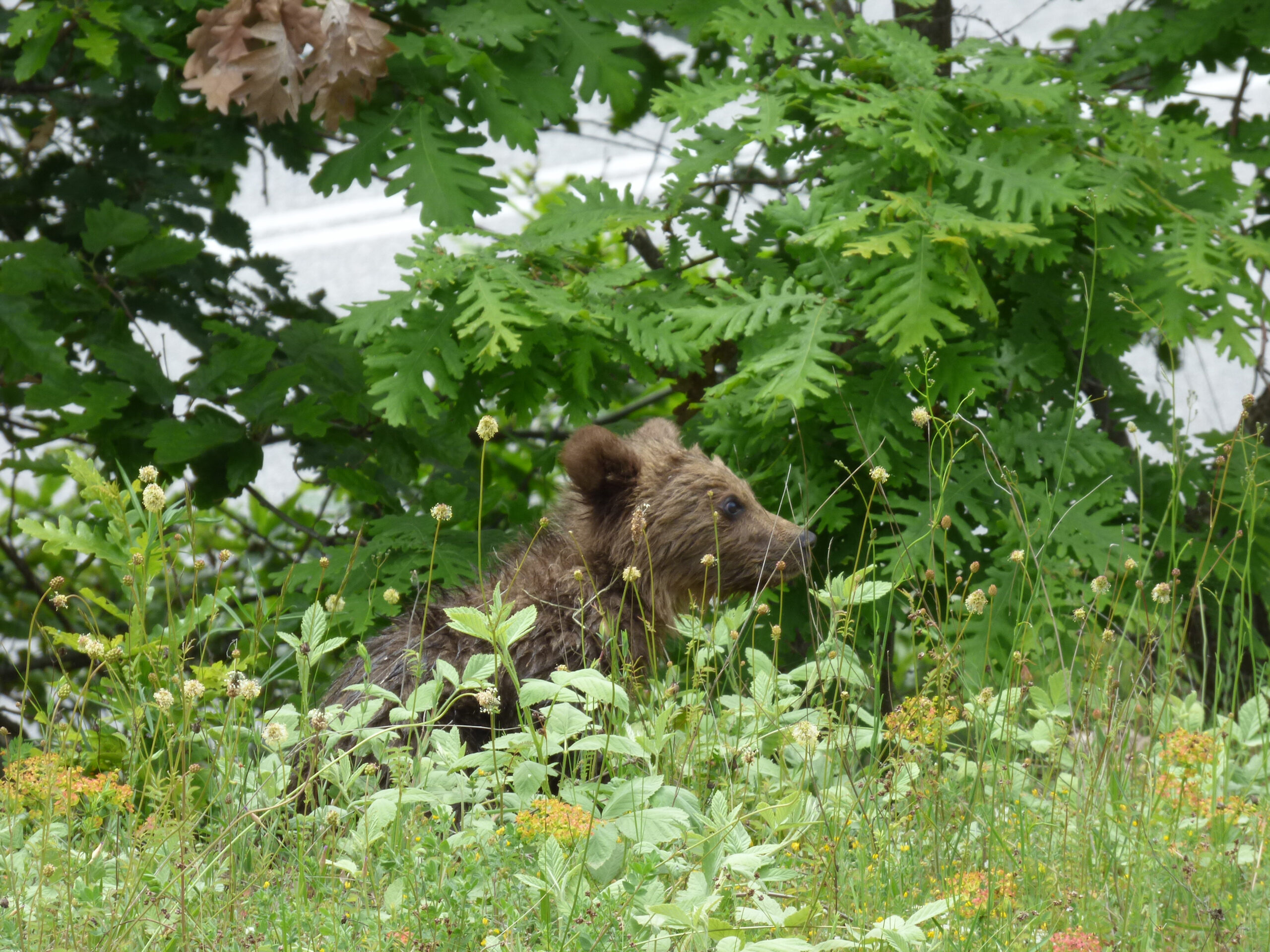 Σε εγρήγορση ο μηχανισμός για την αρκούδα σε Χαλκιδική και Θεσσαλονίκη