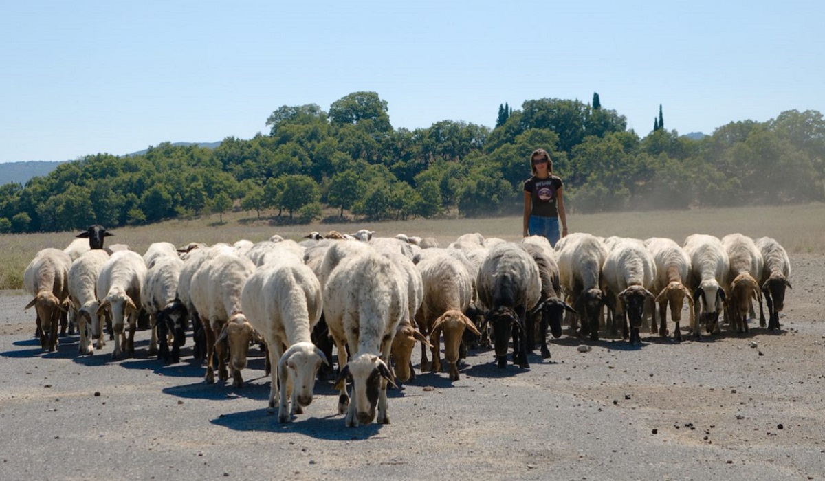 Μετακινούμενοι κτηνοτρόφοι: Οι αποζημιώσεις για δικαιούχους οικολογικών προγραμμάτων