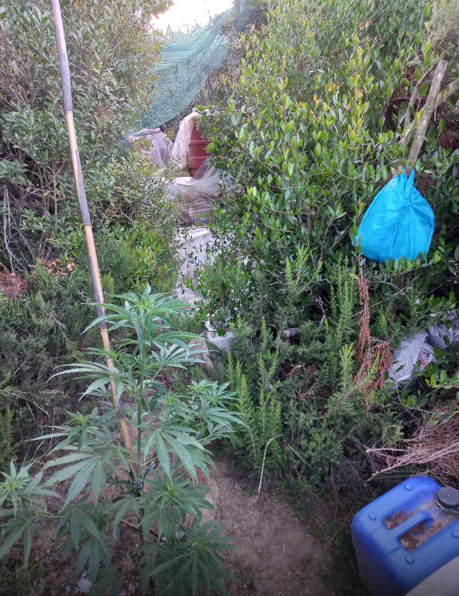 Αμαλιάδα: Καλλιεργούσε δενδρύλλια χασίς που ξεπερνούσαν τα 2,5 μέτρα