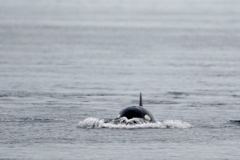 Γιβραλτάρ: Φάλαινες – δολοφόνοι διέλυσαν ξανά γιοτ – Τι λέει ο ιδιοκτήτης του για την τρομακτική εμπειρία