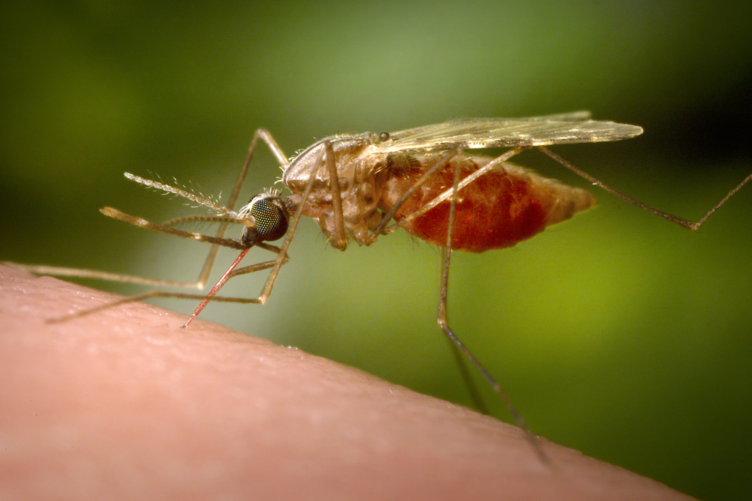 ΗΠΑ: Πέντε κρούσματα ελονοσίας στη Φλόριντα και το Τέξας – Τα πρώτα εδώ και 20 χρόνια