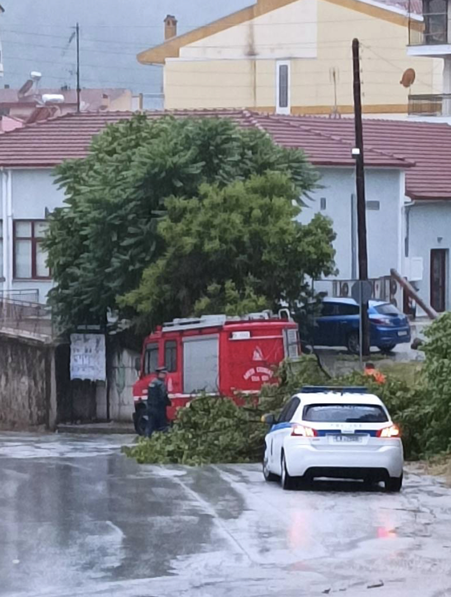 Φλώρινα: Πτώση δέντρου σε κεντρική οδό λόγω έντονων καιρικών φαινομένων (βίντεο)