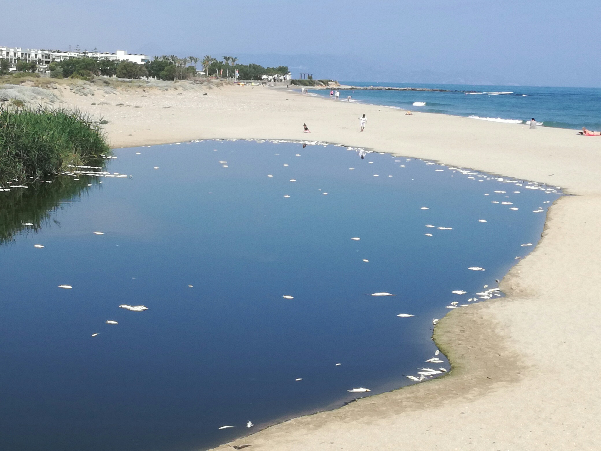 Ηράκλειο: Φρικτό θέαμα με εκατοντάδες νεκρά ψάρια στην εκβολή του Αποσελέμη