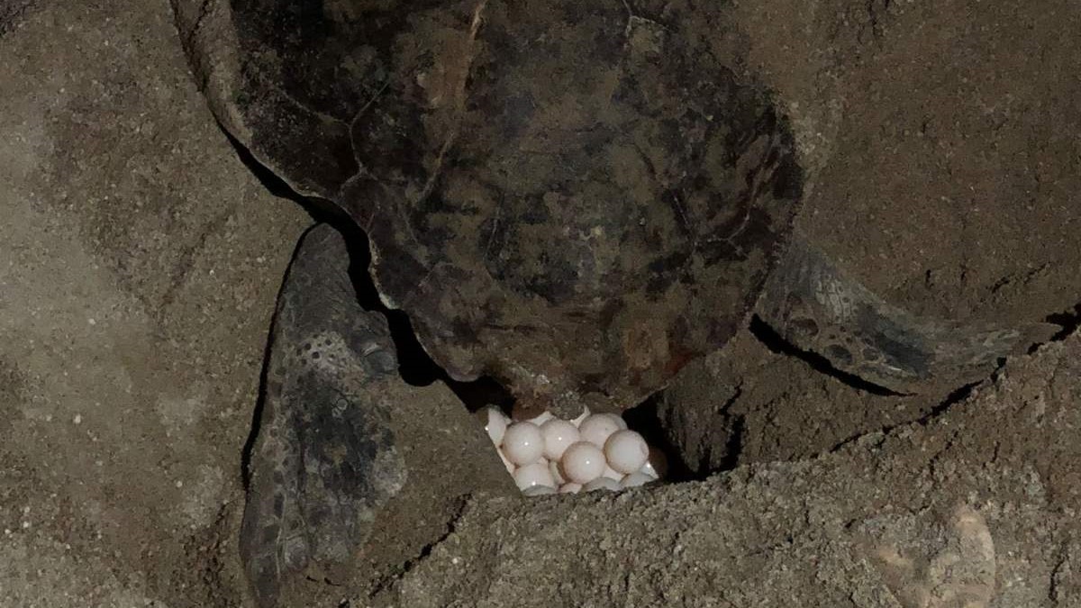 Ρέθυμνο: Χελώνα έκανε τα αυγά της ανάμεσα σε ξαπλώστρες και ομπρέλες