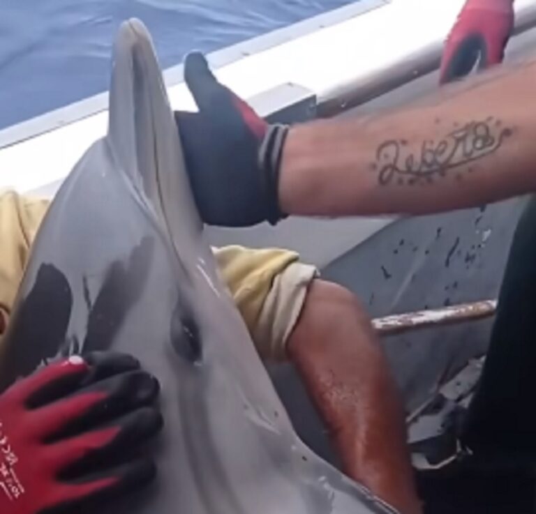 Κάλυμνος: Το γλυκό βίντεο από τη διάσωση δελφινιού – «Σαν άνθρωπος καθόταν ήσυχα»