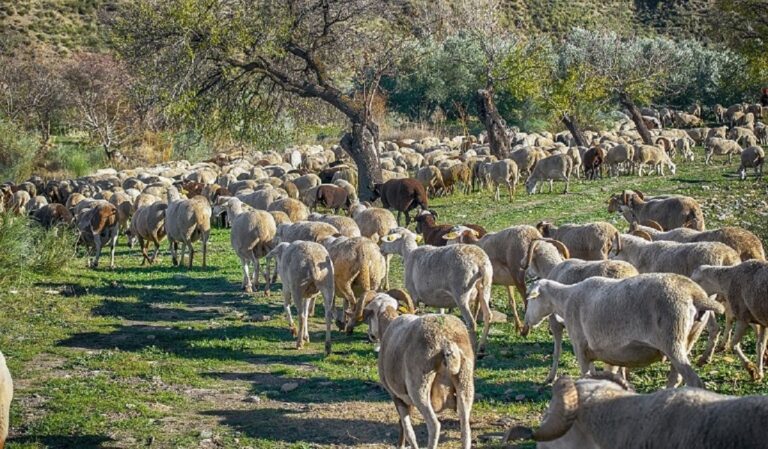 ΕΛΣΤΑΤ: Μειώθηκαν ζωικό κεφάλαιο και κτηνοτροφικές εκμεταλλεύσεις την περίοδο 2020 – 2022