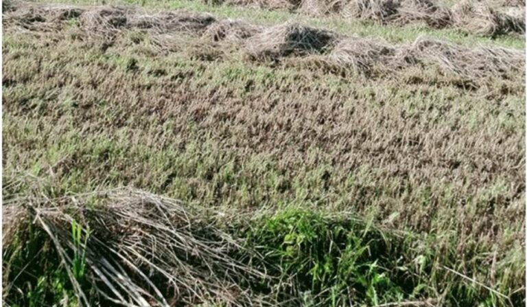 Ηλεία: Εκτεταμένες καταστροφές στην φυτική παραγωγή από το μπουρίνι – Σε βοήθεια καλούν οι αγρότες