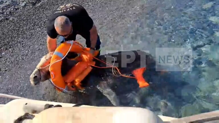 Kάρπαθος: Διάσωση δια θαλάσσης για δύο γαϊδουράκια – Ειδική επιχείρηση από την πυροσβεστική