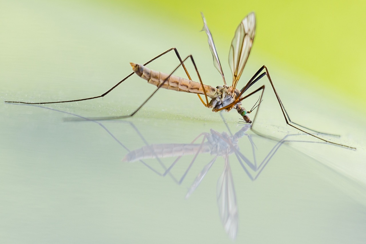 mosquito-1754359_1280