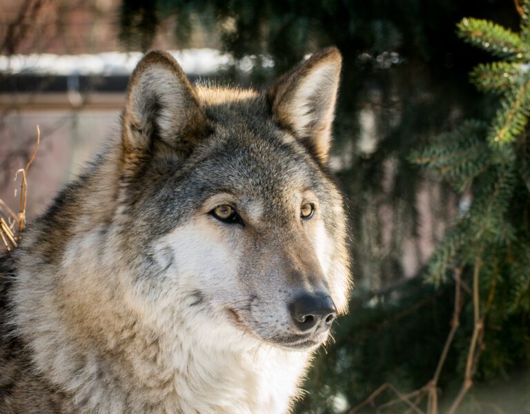 Ένθετο Περιβάλλον: Η επιστροφή των λύκων στην Ευρώπη