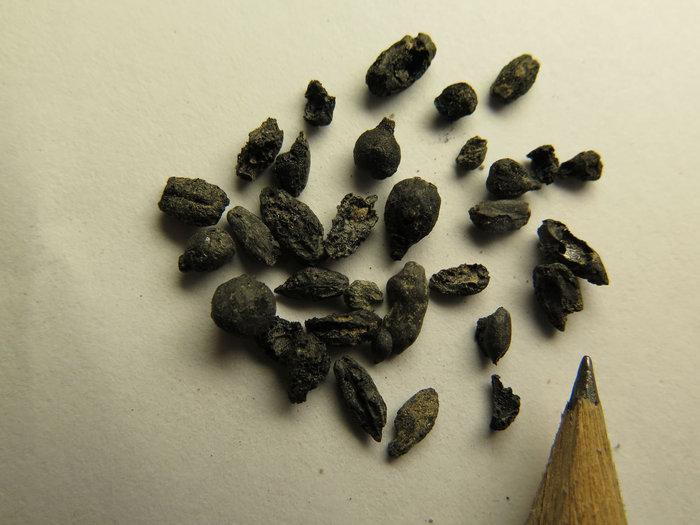 seeds