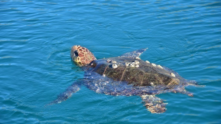 Θεσσαλονίκη: Επιτυχής επιχείρηση διάσωσης χελώνας στην παλιά παραλία