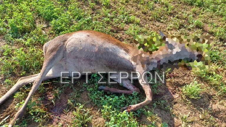 Σέρρες: Ασυνείδητοι σκότωσαν τρία ελάφια στην Κερκίνη (σκληρές εικόνες)