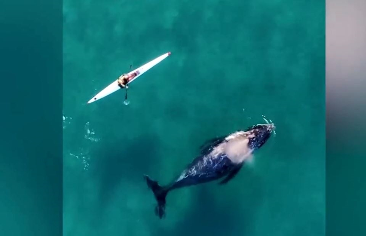 Drone κατέγραψε φάλαινα να κολυμπά δίπλα σε κανό – Πώς αντέδρασε ο κωπηλάτης