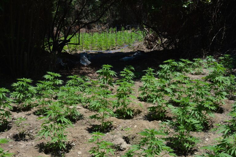 Χανιά: Εντοπίστηκε μεγάλη φυτεία δενδρυλλίων κάνναβης