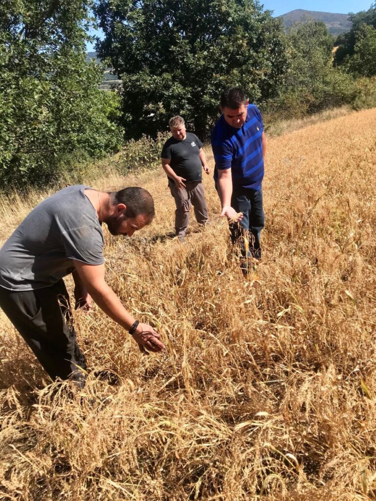 Στη Δεσκάτη Γρεβενών μια νέα αγρότισσα καλλιεργεί κεχρί