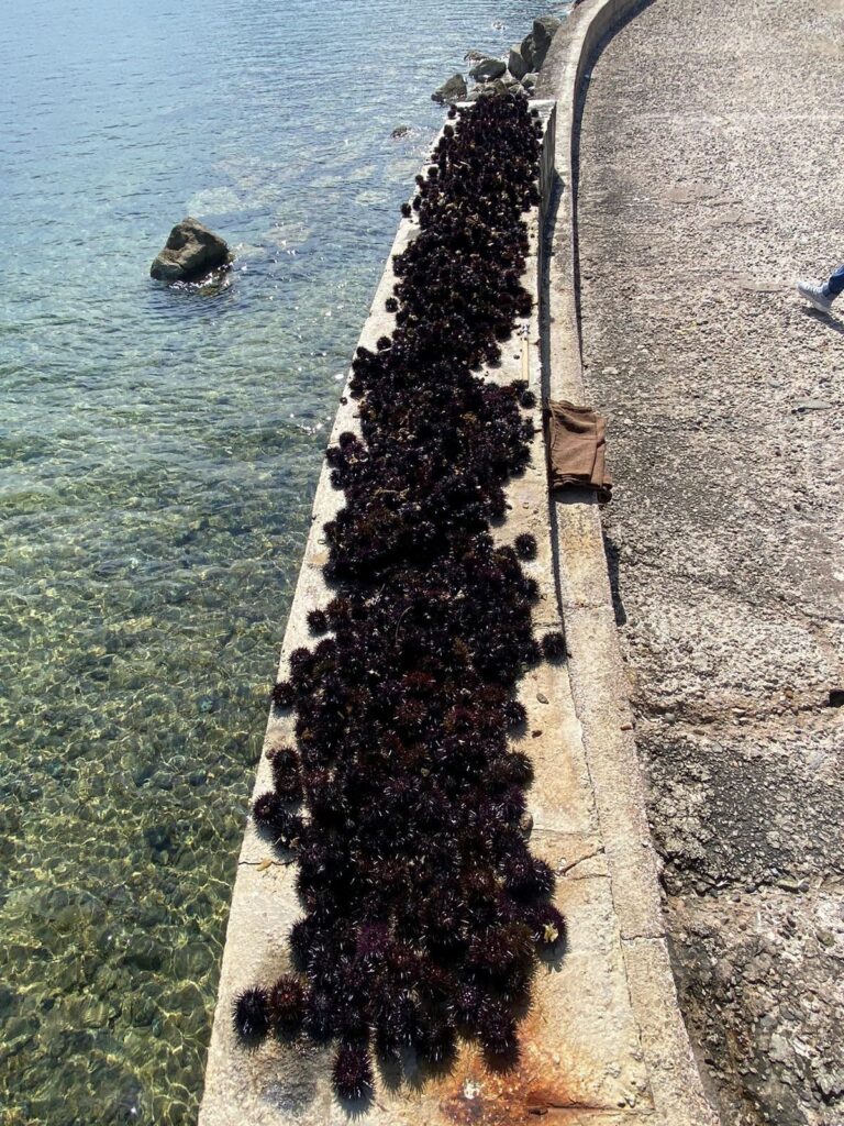 Αλιευτικός έλεγχος στην Κόρινθο