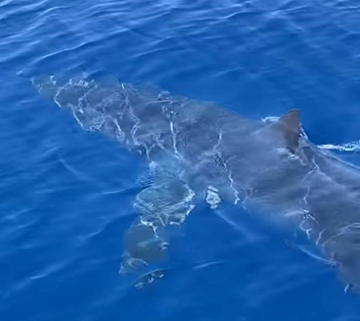 Ζάκυνθος: Καρχαρίας κολυμπά μπροστά σε σκάφος, 2 μίλια από το λιμάνι (βίντεο)