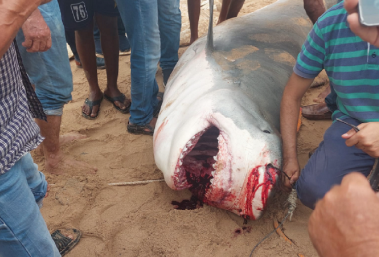 Επίθεση καρχαρία στη Χουργκάντα: Τα λείψανα του άτυχου Ρώσου βρέθηκαν στο στομάχι του αρπακτικού