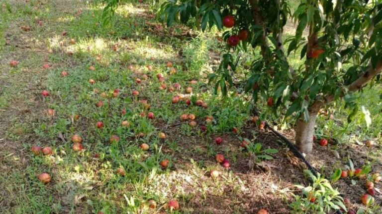 Βελβεντό Κοζάνης: Εκτεταμένες ζημιές στον κάμπο από ξαφνικό μπουρίνι