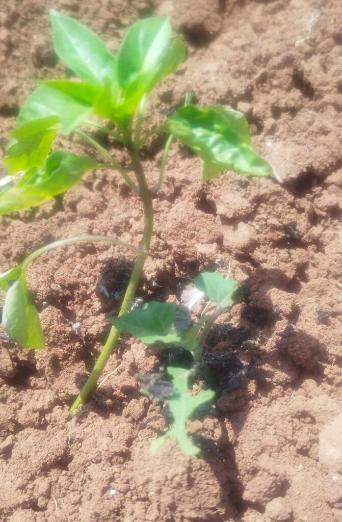 Κοζάνη: Εισβολή εκατομμυρίων ακρίδων καταστρέφει ολοσχερώς καλλιέργειες με πιπεριές Φλωρίνης (φωτό-βίντεο)