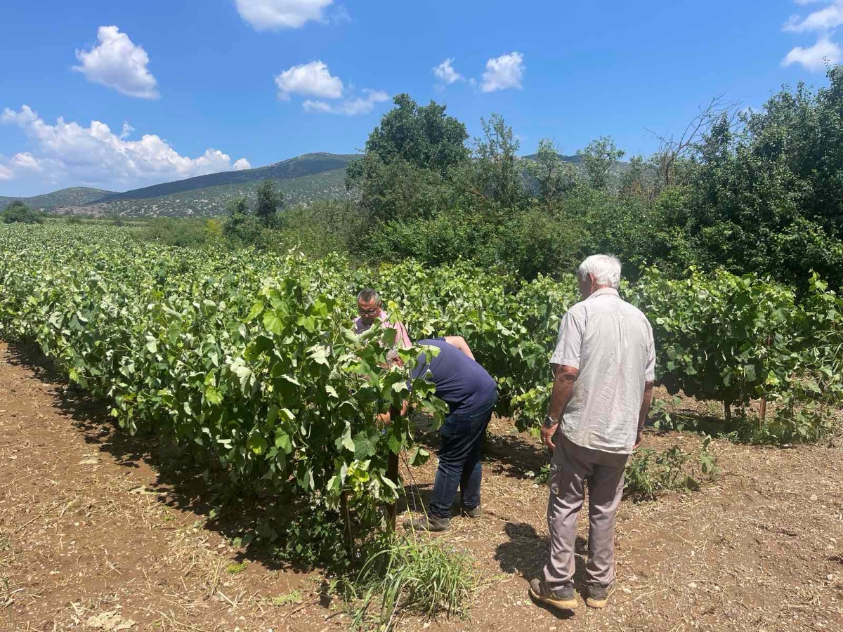 Χαλάζι στο Παρθένι Τρίπολης: Ζημιές στις καλλιέργειες – Αυτοψία ΕΛΓΑ