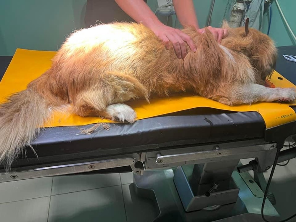 Ζάκυνθος αποκλειστικό: Πυροβόλησαν και σκότωσαν σκύλο σε αυλή σπιτιού – Αναζητείται ο δράστης