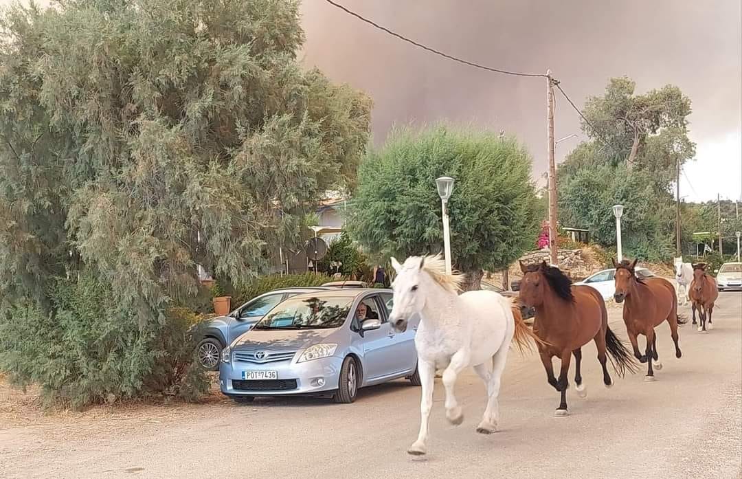 Φωτιά στη Ρόδο: Άλογα τρέχουν να σωθούν από την πύρινη λαίλαπα