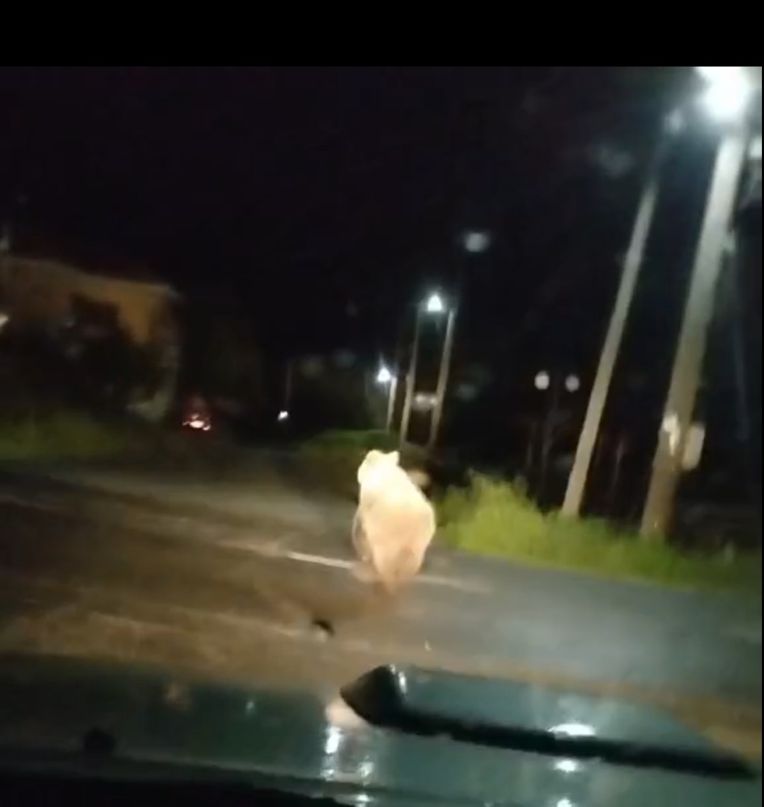 Φλώρινα: Αρκούδα “βολτάρει” στην πλατεία της Τ.Κ. Σκοπιάς (βίντεο)