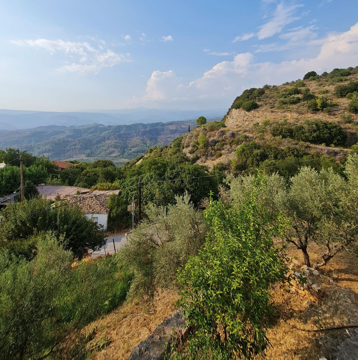 Καθολική ακαρπία σε ελαιόδενδρα του Ελαιοχωρίου Αρκαδίας – Επιστολή Συνεταιρισμού και δήμου Τρίπολης