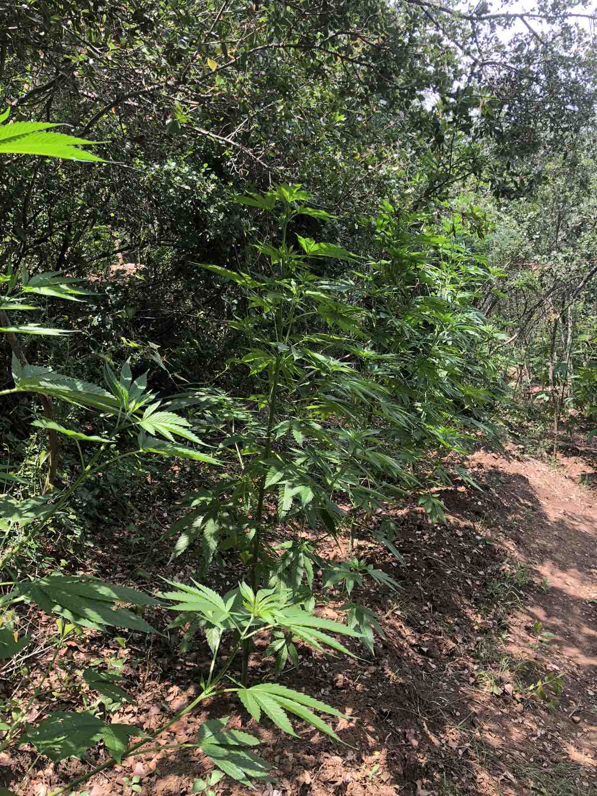 Καλαμάτα: Φυτεία με 172 δενδρύλλια κάνναβης εντοπίσθηκε στη Μεσσηνία