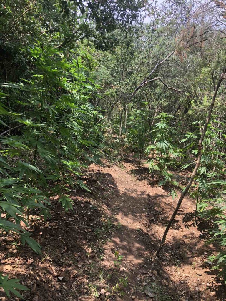 Καλαμάτα: Φυτεία με 172 δενδρύλλια κάνναβης εντοπίσθηκε στη Μεσσηνία