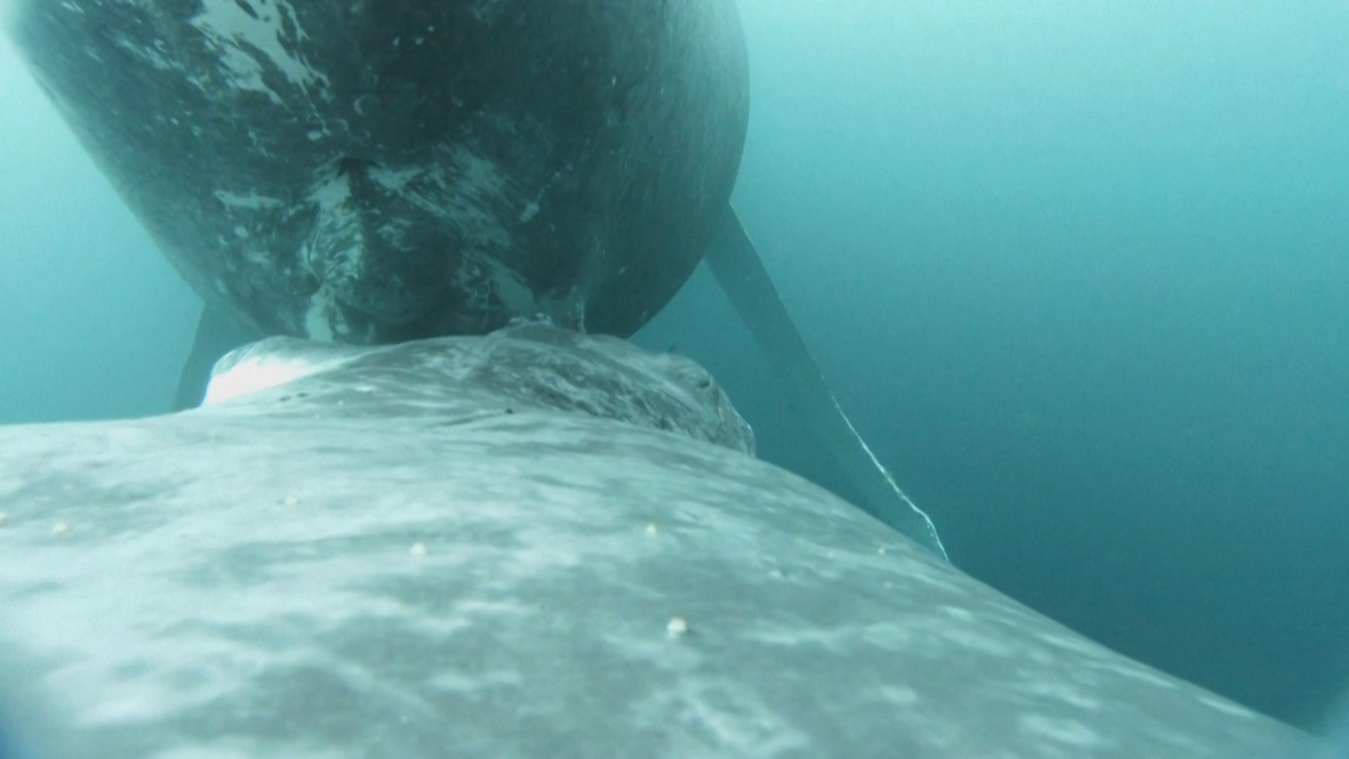 Βίντεο: Σπάνια πλάνα δείχνουν μεγάπτερη φάλαινα να θηλάζει το μικρό της