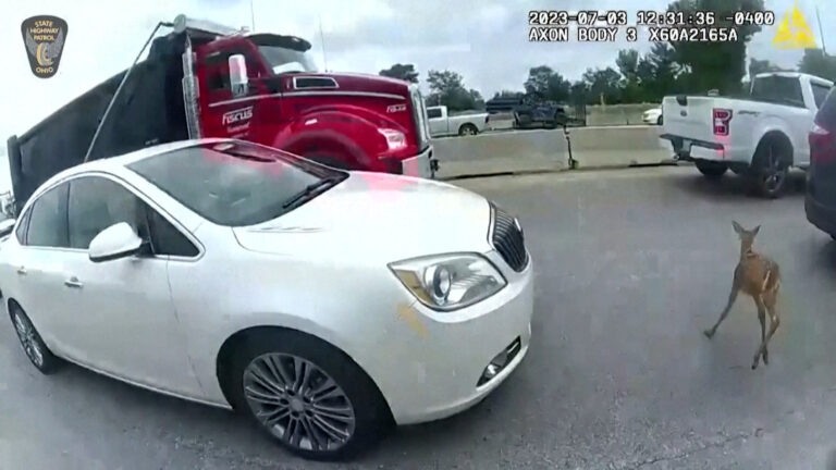 Βίντεο: Αγωνιώδεις προσπάθειες αστυνομικών να σώσουν μικρό ελάφι σε αυτοκινητόδρομο στο Οχάιο