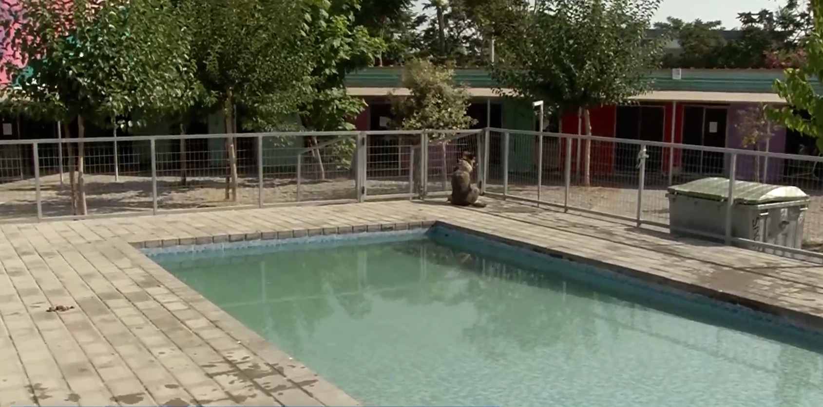 Η Ερμιόνη στην πισίνα του “Σωκράτη” – Το καταφύγιο για τα αδέσποτα του Δήμου Αθηναίων