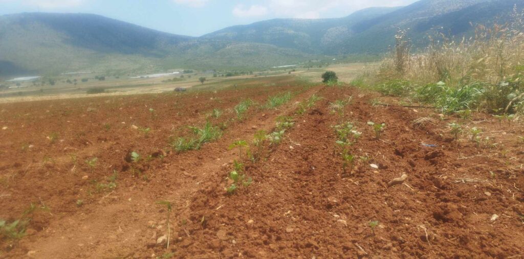 Κοζάνη: Εισβολή εκατομμυρίων ακρίδων καταστρέφει ολοσχερώς καλλιέργειες με πιπεριές Φλωρίνης (φωτό-βίντεο)