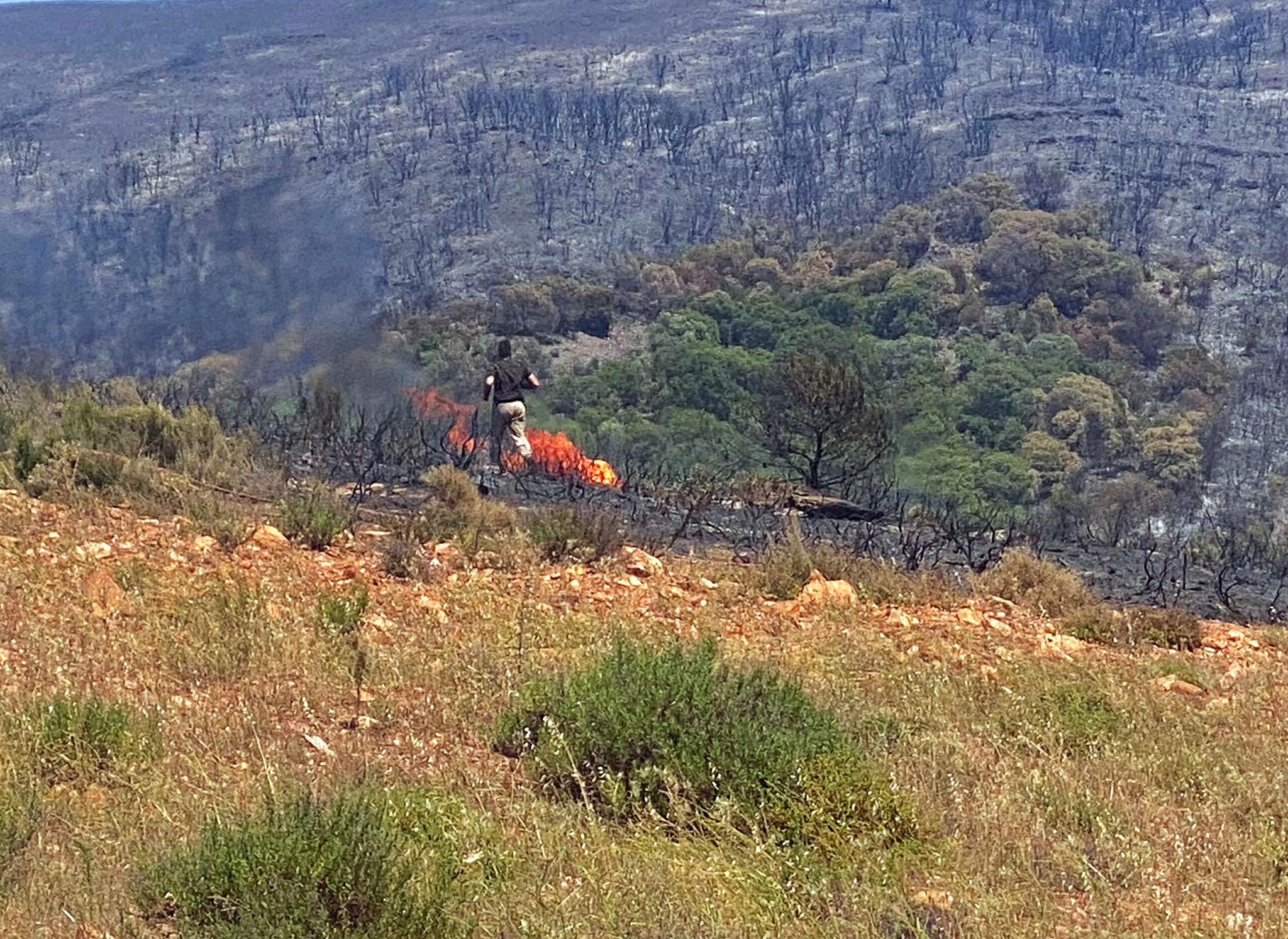 Λακωνία: Μάχη με τις αναζωπυρώσεις- Ενισχύθηκαν οι άνεμοι (εικόνες – βίντεο)