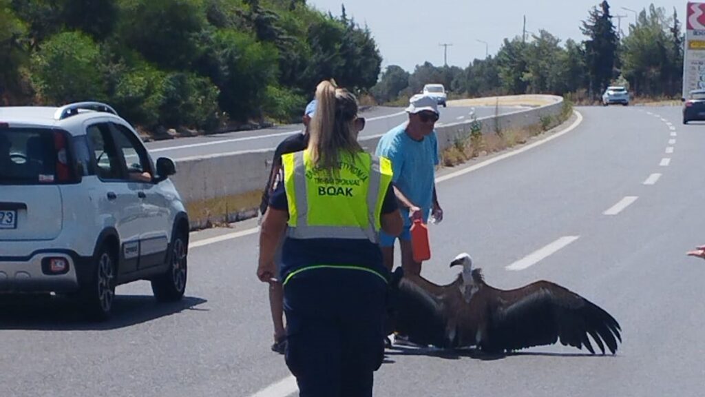 Ηράκλειο: Ο καύσωνας… έριξε στη μέση του δρόμου ημιλιπόθυμο το γυπαετό – Περαστικοί του έδωσαν νερό
