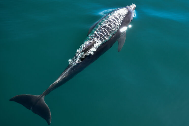 Νεκρό δελφίνι ξεβράστηκε στην παραλία Θεσσαλονίκης