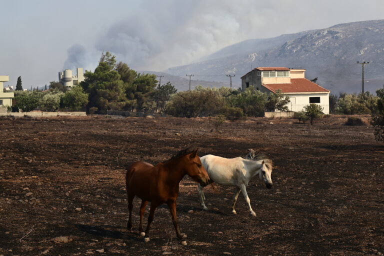 Φωτιά στον Κουβαρά – Φωτογραφίες: Επιχείρηση διάσωσης εγκλωβισμένων αλόγων