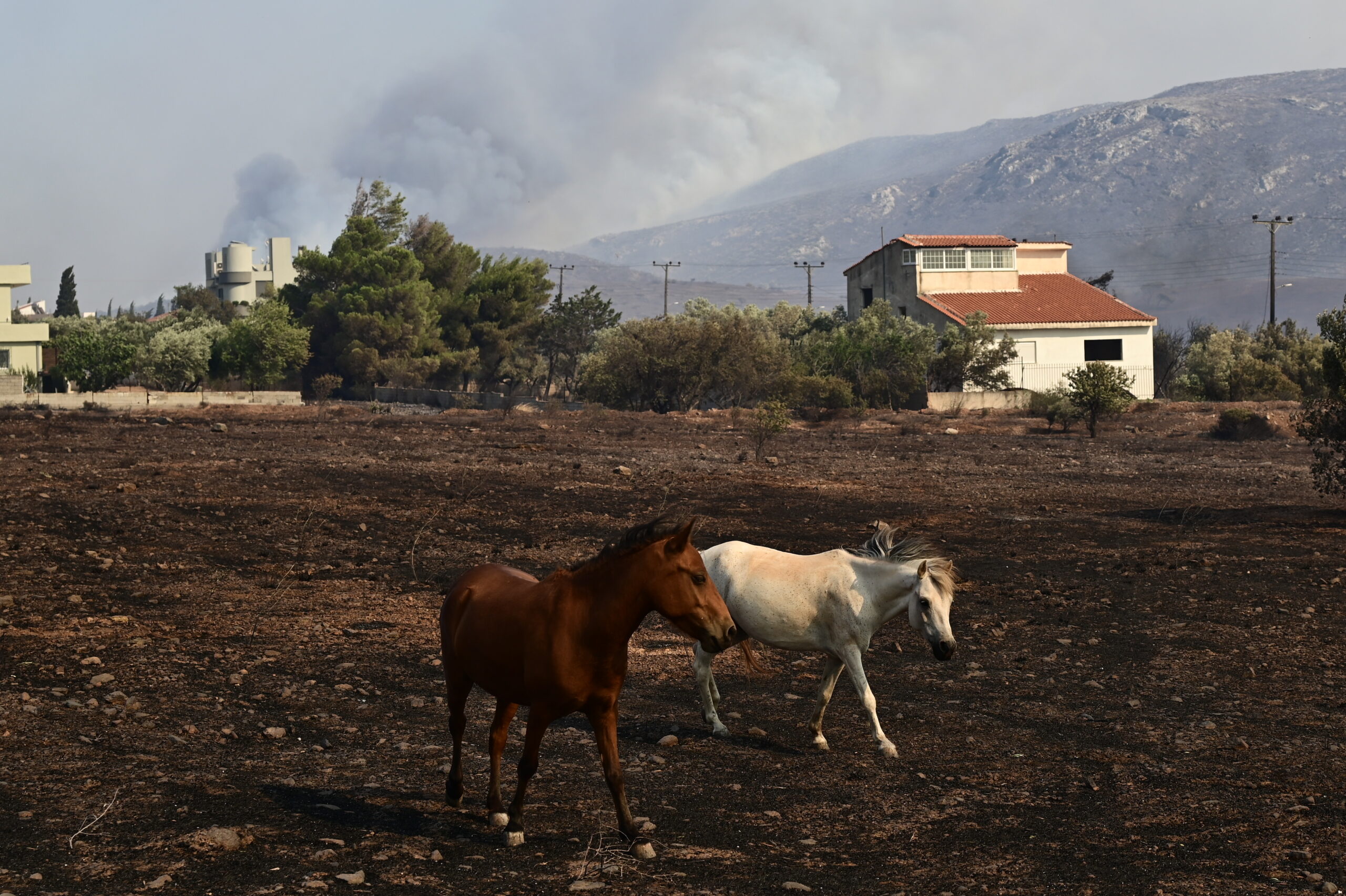 Φωτιά στον Κουβαρά – Φωτογραφίες: Επιχείρηση διάσωσης εγκλωβισμένων αλόγων