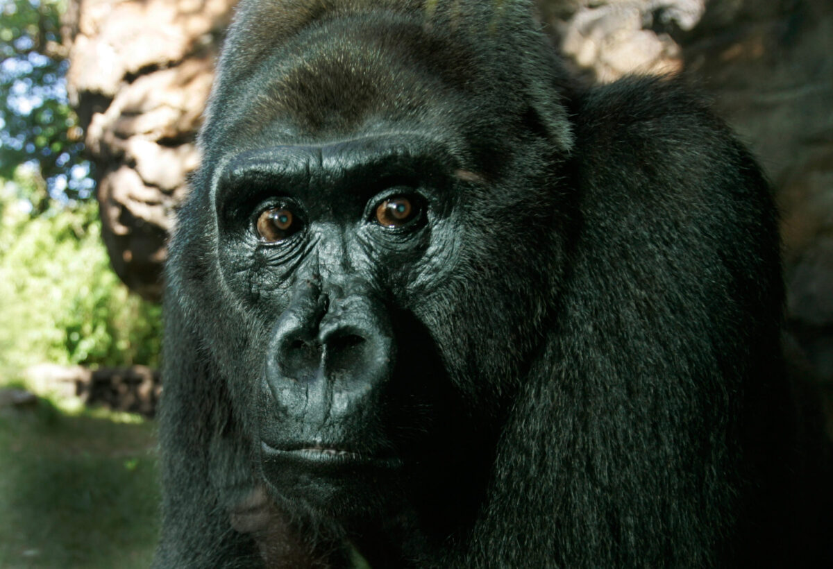 Τορόντο: Ζωολογικός κήπος απαγορεύει στους επισκέπτες την χρήση τηλεφώνων – Ο γορίλας Νασίρ έχει εθιστεί στην τεχνολογία