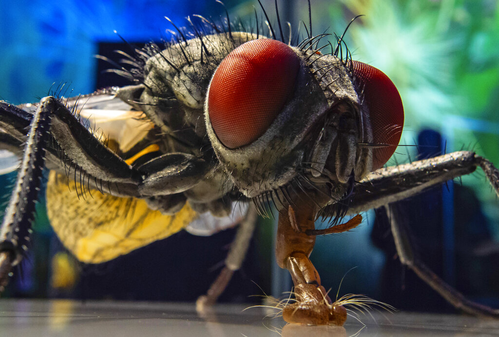 Γιατί οι μύγες προτιμούν το μπλε χρώμα; Πώς θα βοηθήσει η διαπίστωση στην καταπολέμηση ασθενειών