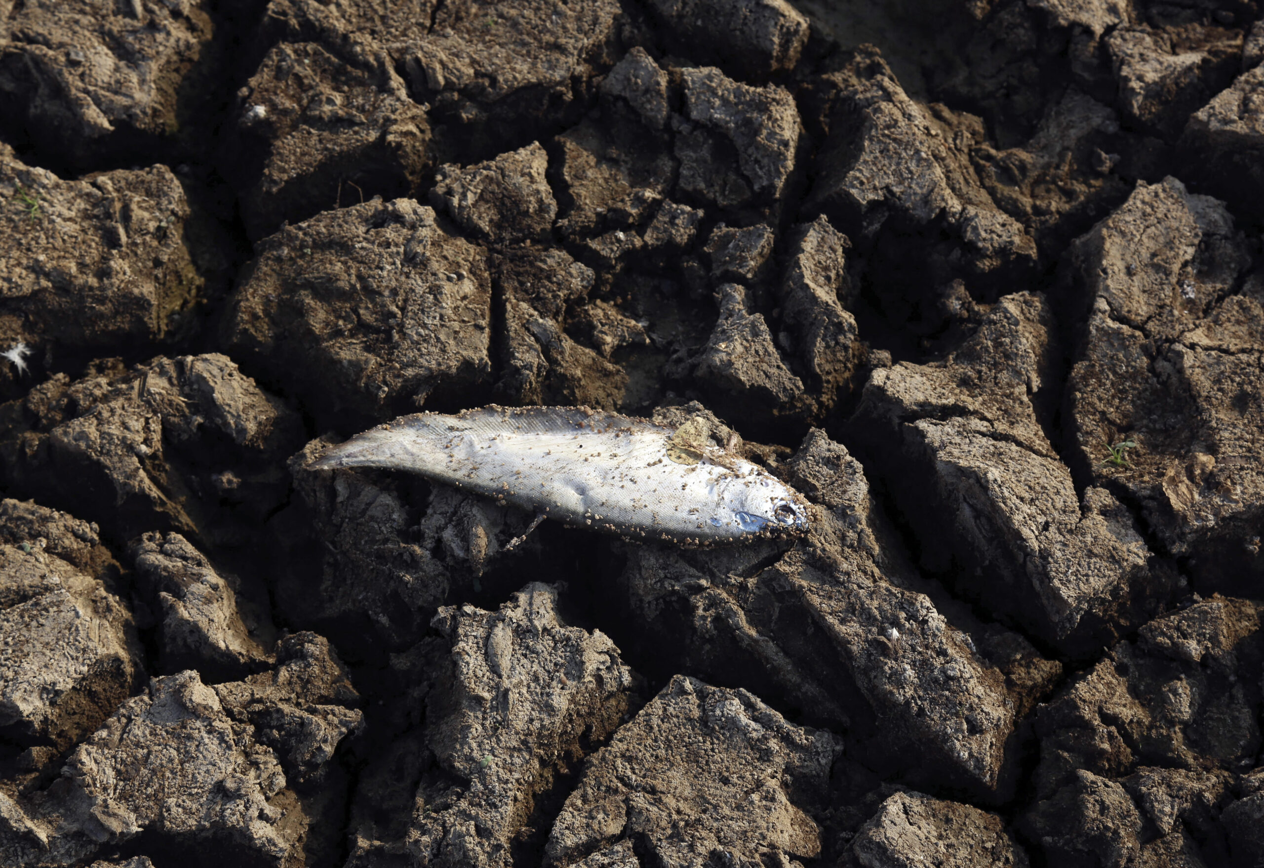 Ιράκ: Χιλιάδες νεκρά ψάρια σε ποτάμι – Η θερμοκρασία προκαλεί υψηλή αλατότητα και έλλειψη οξυγόνου