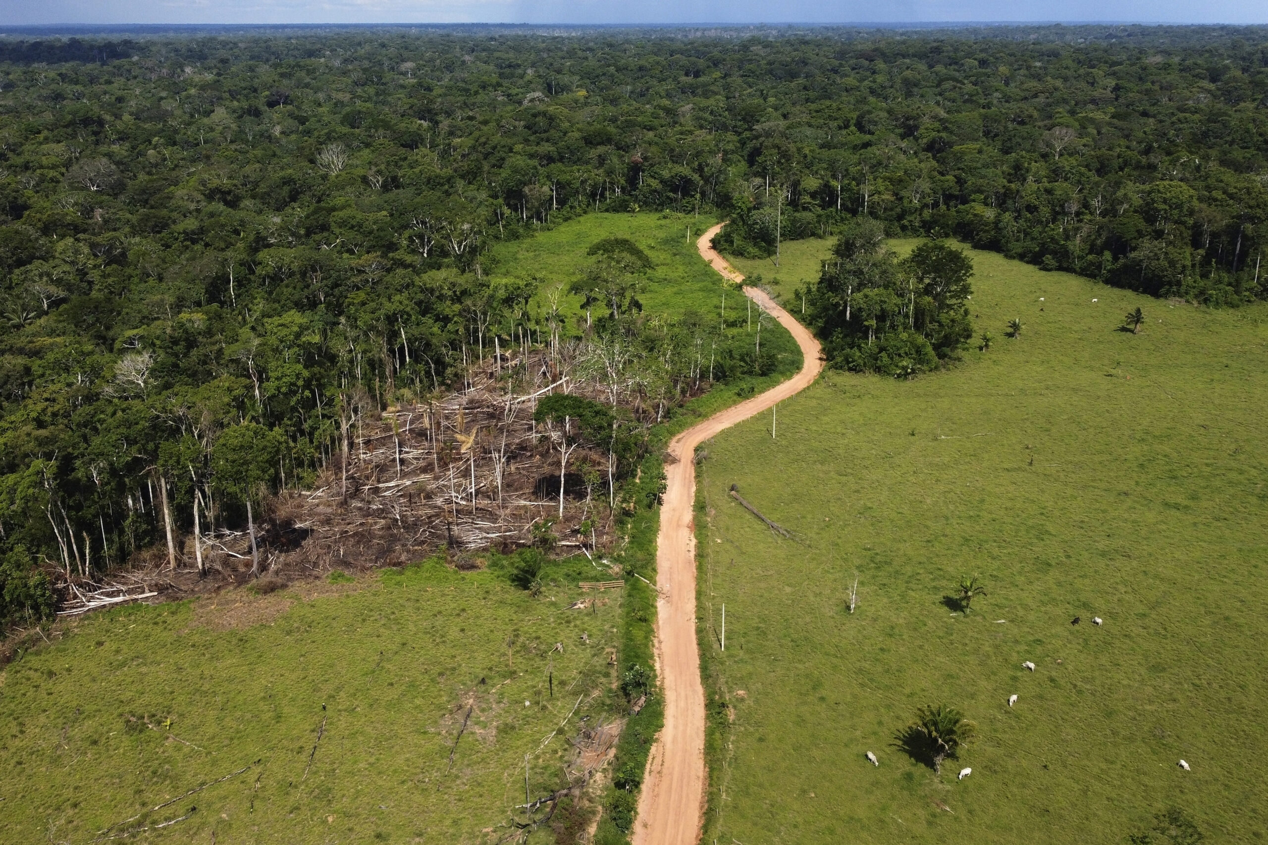 Amazon Brazil Deforestation