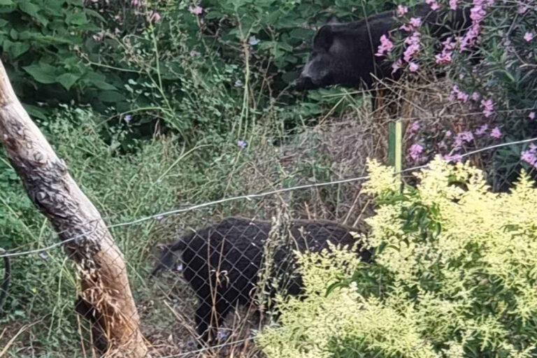 Θεσσαλονίκη: Εμφάνιση αγριογούρουνων σε κεντρικό δρόμο στον Άγιο Παύλο