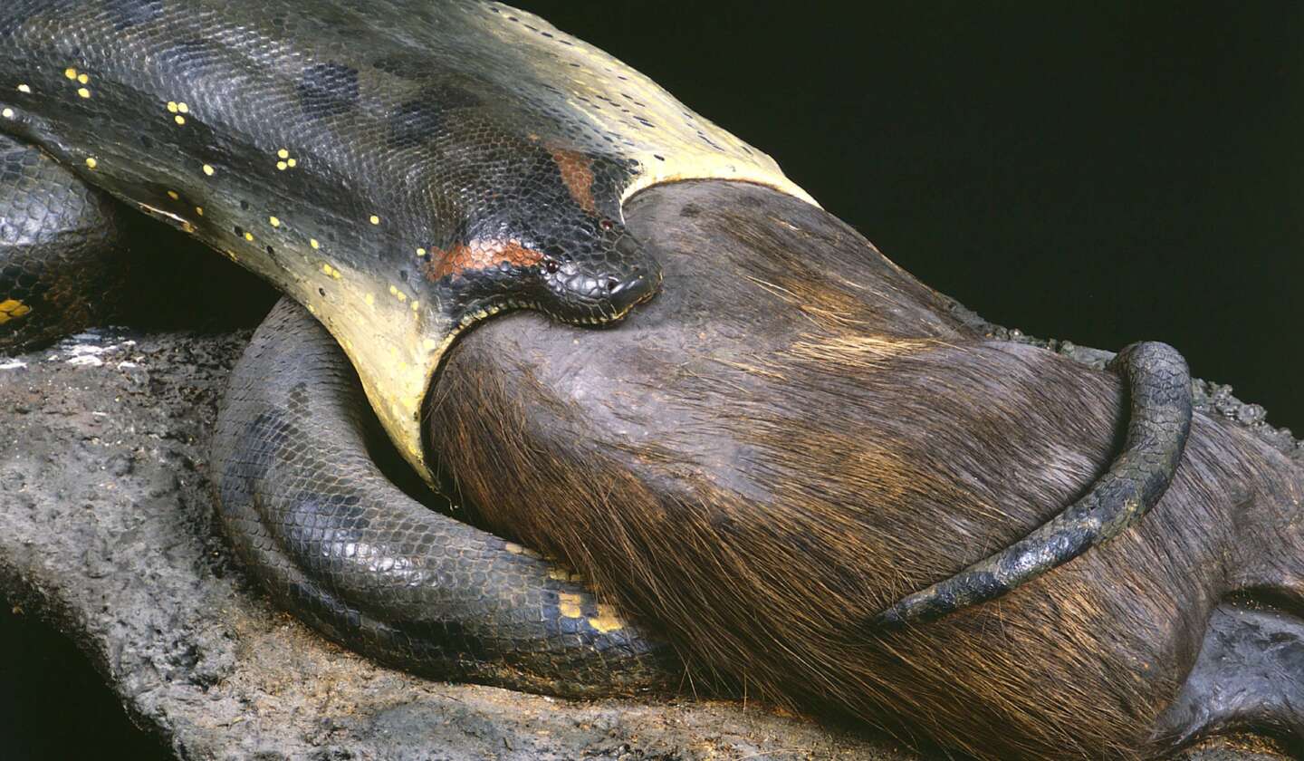 Anaconda-mit-Wasserschwein_2400x1400-1440x840
