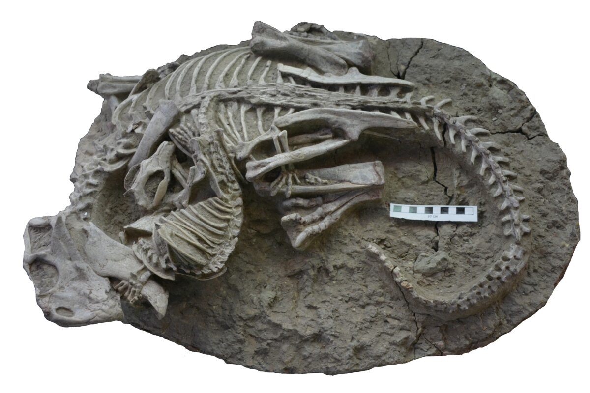Rare-fossil1-1200x800